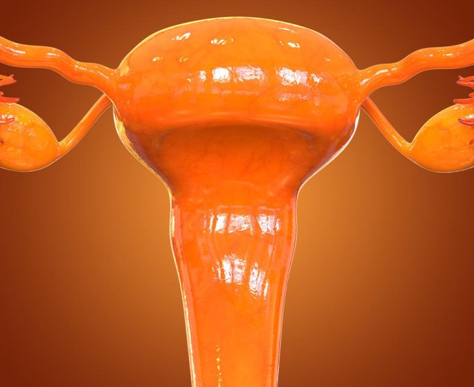 Ovulation : comment fonctionne le cycle feminin ?