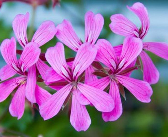 Le pelargonium : misez sur cette plante pour echapper aux infections respiratoires de l’hiver