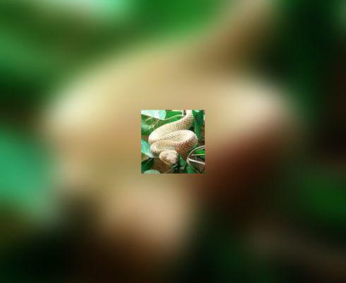 Faire face a une morsure de serpent en 10 lecons