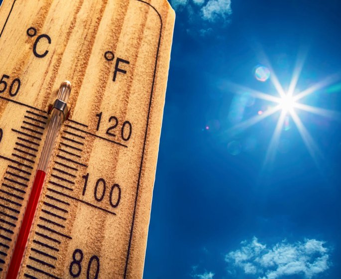 Sous le soleil, la rosacee...