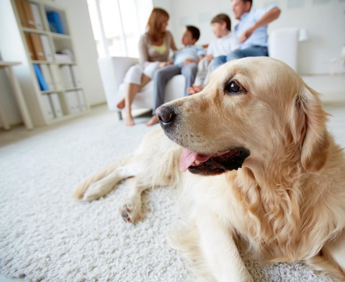 Dangers domestiques : comment proteger vos chiens et chats ?