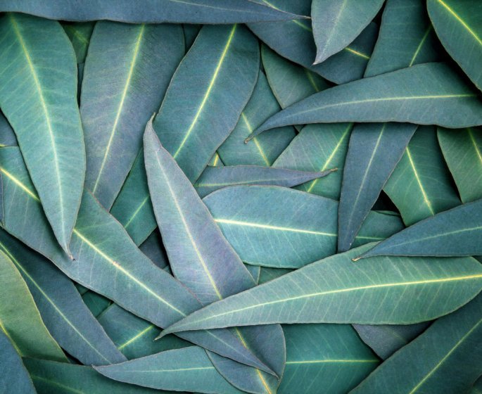 Inhalation contre le rhume : les risques de l-eucalyptus