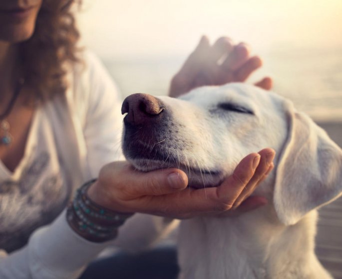 Ces animaux qui nous font du bien