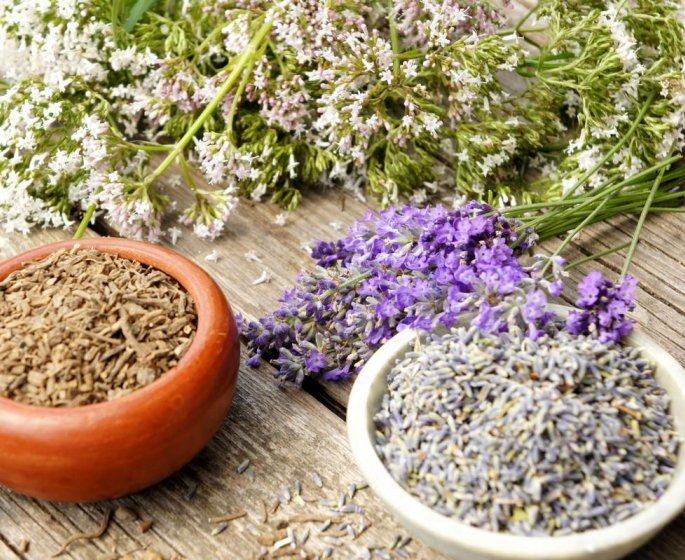 Somniferes : 5 plantes qui aident a bien dormir