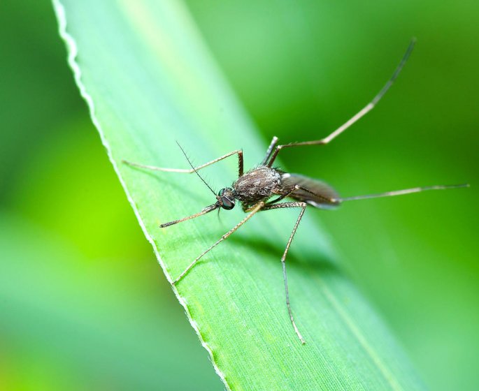 Moustiques : 3 solutions naturelles pour eviter les piqures