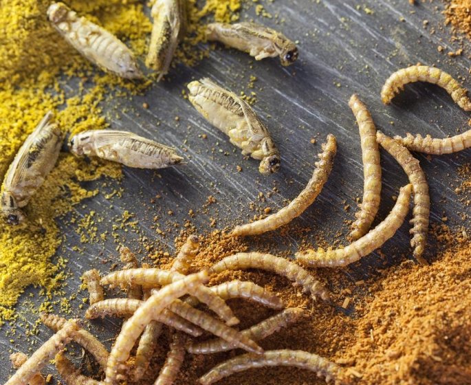 Manger des insectes : une bonne idee ou pas ?