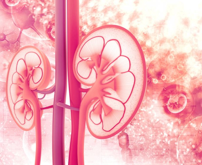 Reins malades : pourquoi surveiller la creatinine ?