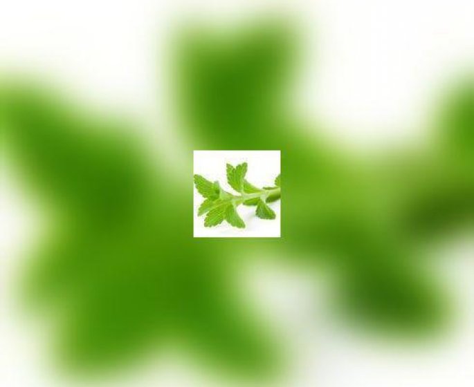 Stevia : un concurrent naturel des edulcorants chimiques