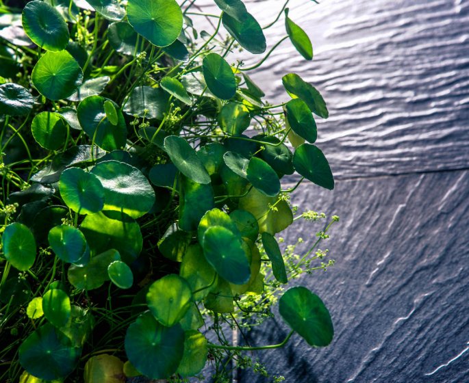 Desmodium adscendens : les indications de cette plante