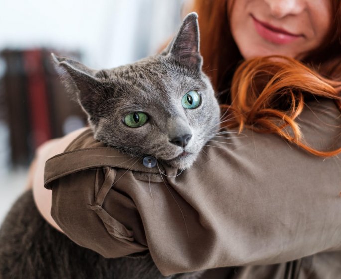 Comment reconnaitre la gale chez votre animal