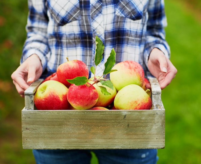 Pomme : un aliment medicament… plein de pesticides ? 