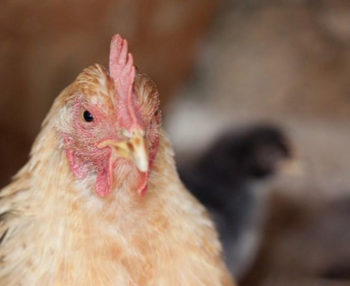 Grippe aviaire : les risques de propagation a l-homme