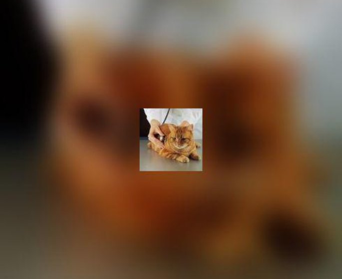 Grippe aviaire : faut-il confiner les chats ?