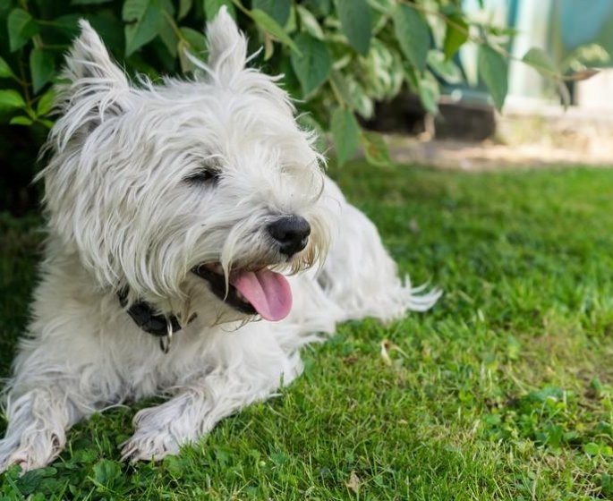 Nos animaux aussi souffrent de la chaleur
