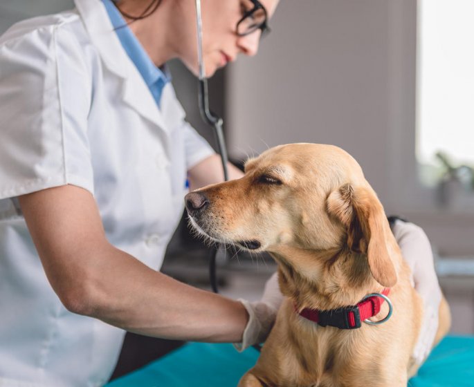 Pancreatite du chien : quelles sont les causes ?