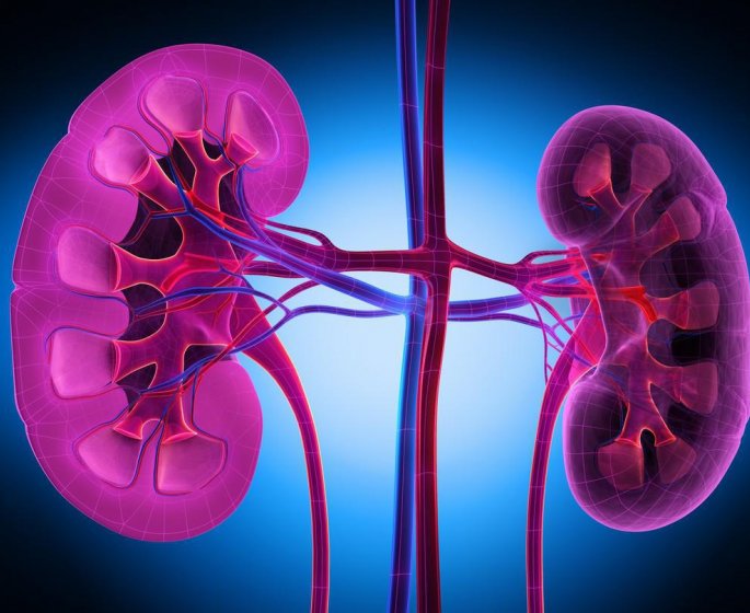 Calculs urinaires : quelle alimentation anti-calculs ?