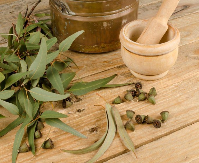 Contre le rhume, essayez les inhalations d-eucalyptus