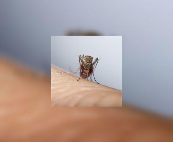 Chikungunya, dengue, paludisme... de dangereuses maladies a transmission vectorielle