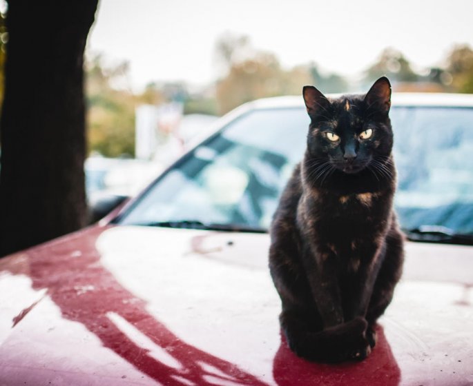 Mon animal en vacances, mode d-emploi