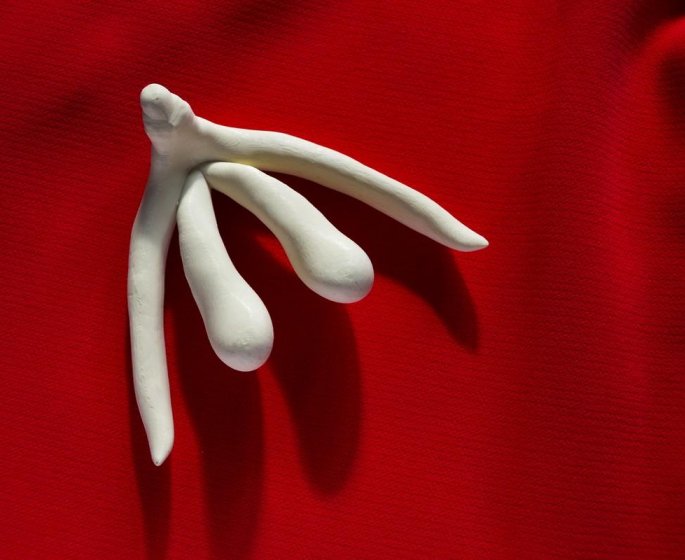 Orgasme vaginal ou clitoridien : le clitoris, un organe a l-origine du plaisir feminin