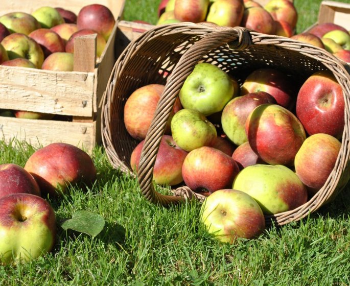 Compote de pommes vertes, granite de cidre