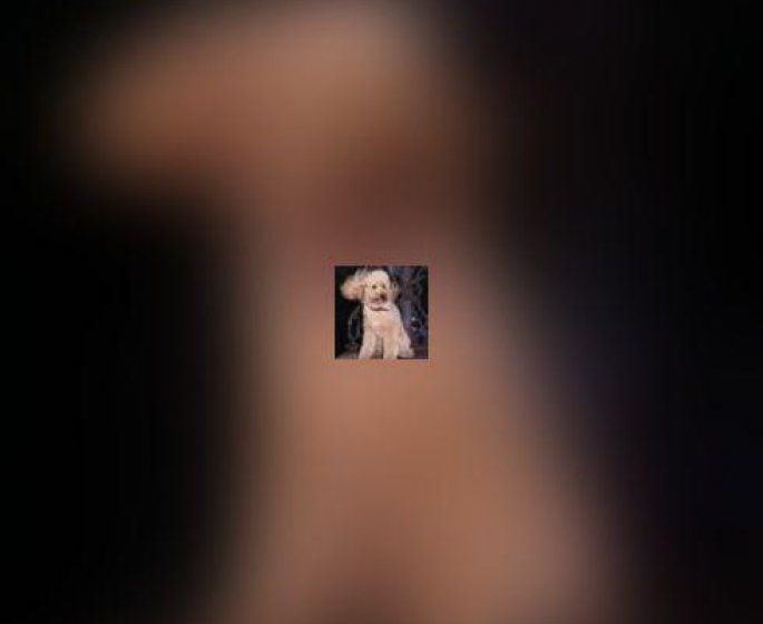 Identification des chiens et chats: un numero bien utile !