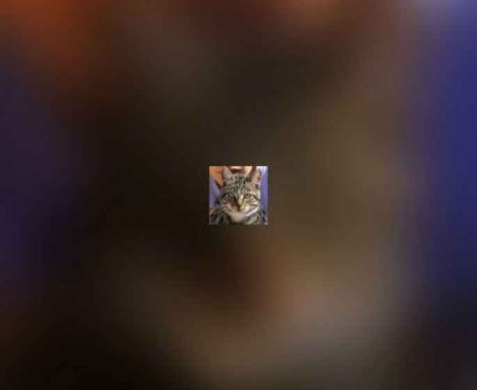 Une vieillesse heureuse pour votre chat