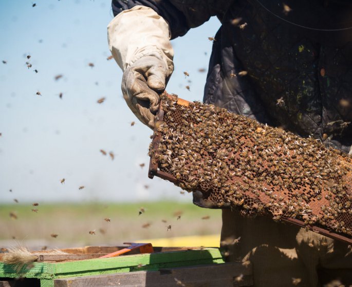 Bientot un vaccin contre les allergies aux piqures d-abeilles ? 