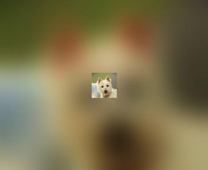 Lunettes de soleil pour chien : gadget tendance ou accessoire sante ?