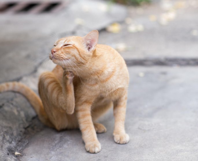 Comment reconnaitre une piqure d-aoutat chez le chat