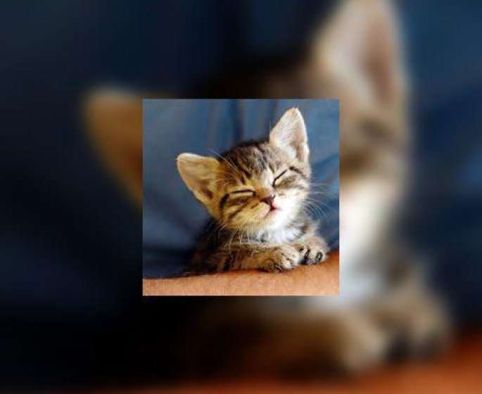 Un chaton rejoint votre foyer : tous les conseils