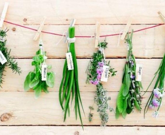 Se tonifier avec 4 plantes medicinales