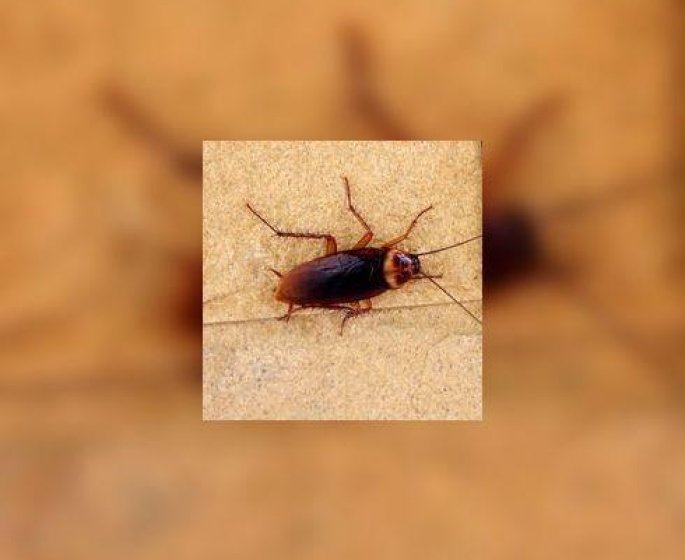 Etes-vous allergique aux cafards ?