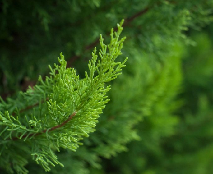 Allergie au cypres : 3 moyens de la limiter