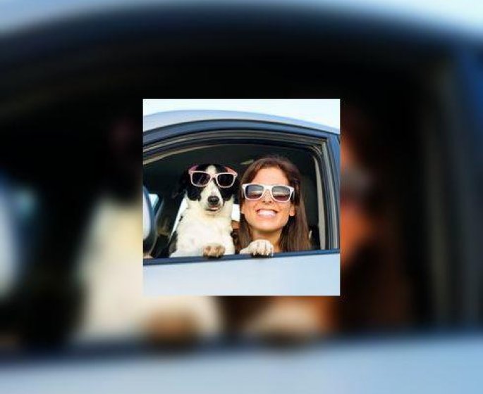 Emmener son animal de compagnie en vacances : ce qu’il faut savoir