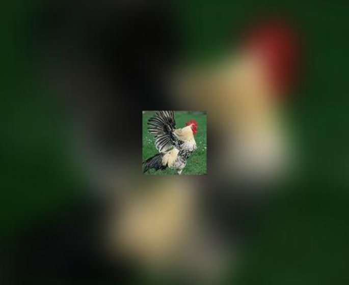 Grippe aviaire : suite