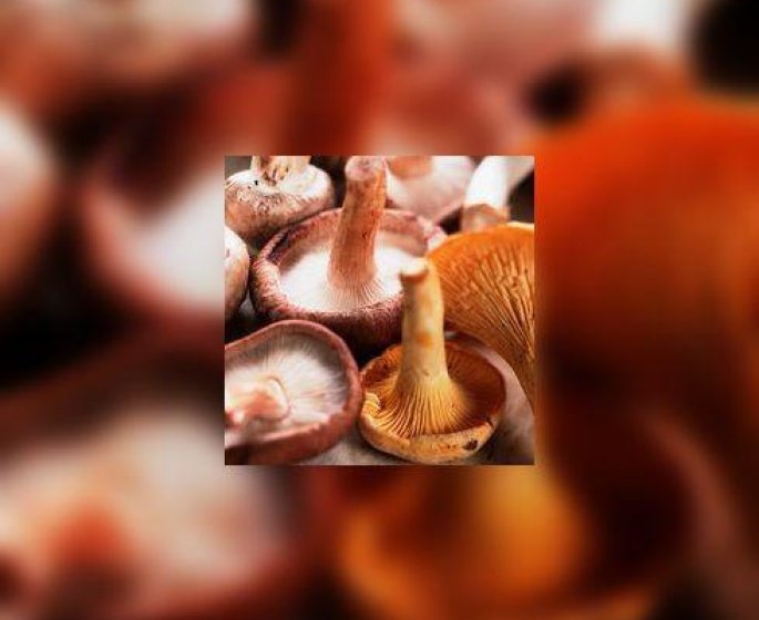 Cueillette des champignons : quelques precautions a prendre