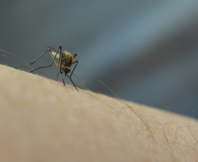 Soulager une piqure de moustique avec de l-huile essentielle