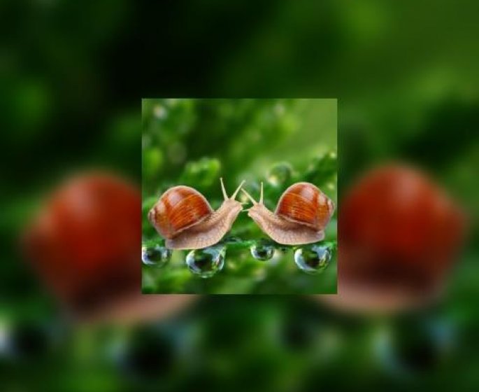 La difficile vie sexuelle des escargots