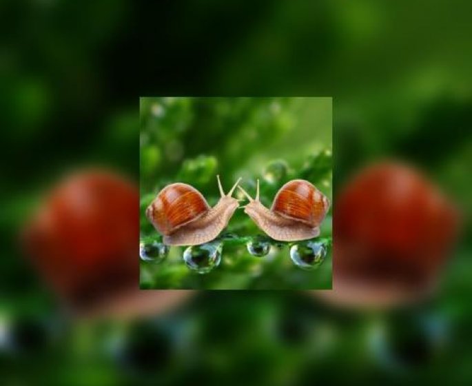 La difficile vie sexuelle des escargots