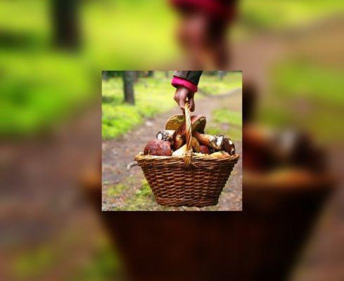 Overdose de champignons ?