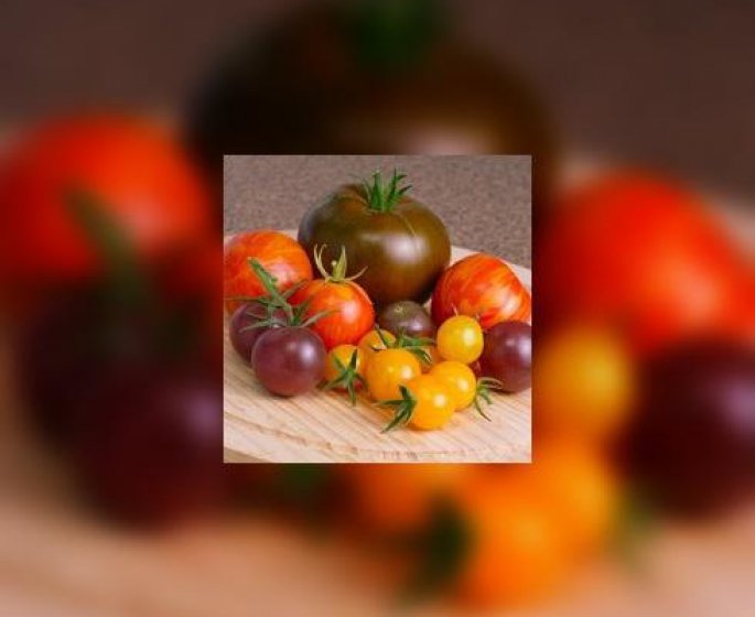 Le retour des tomates perdues
