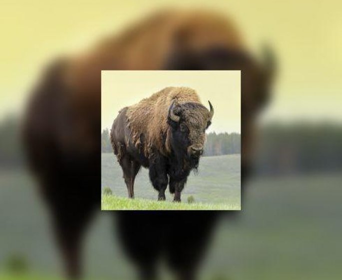 De la viande de bison pour Noel ?