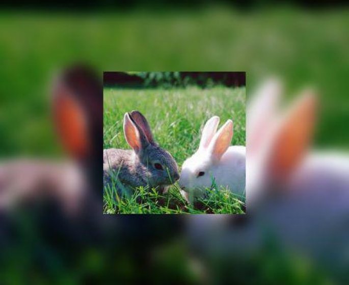 Un lapin, c’est quoi ?