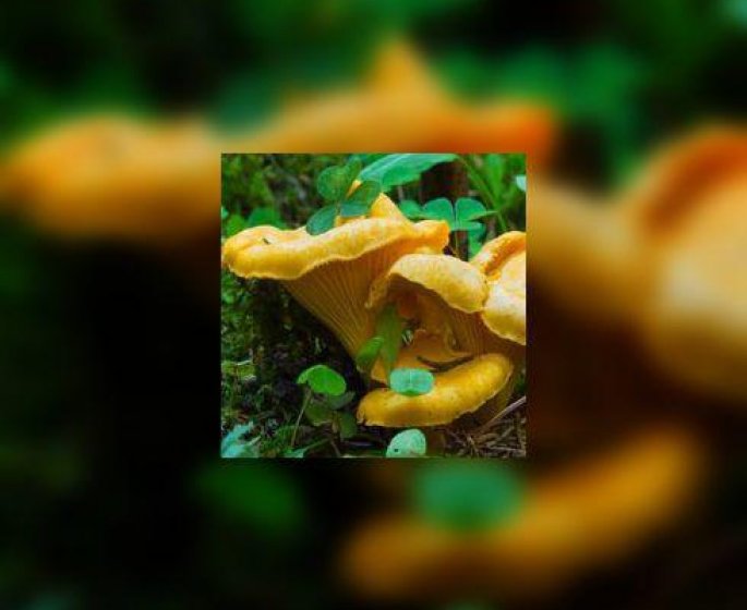 Girolle ou chanterelle ?