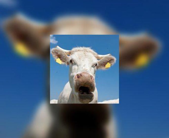 De la bonne viande a domicile