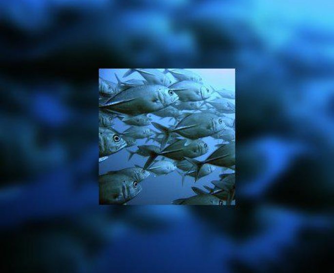 Poissons frais en direct chez vous