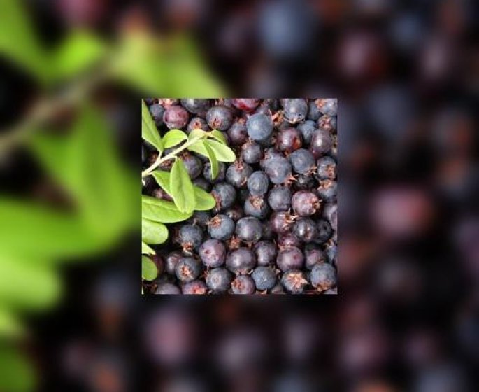 Baie d-acai, encore une arnaque pour maigrir !