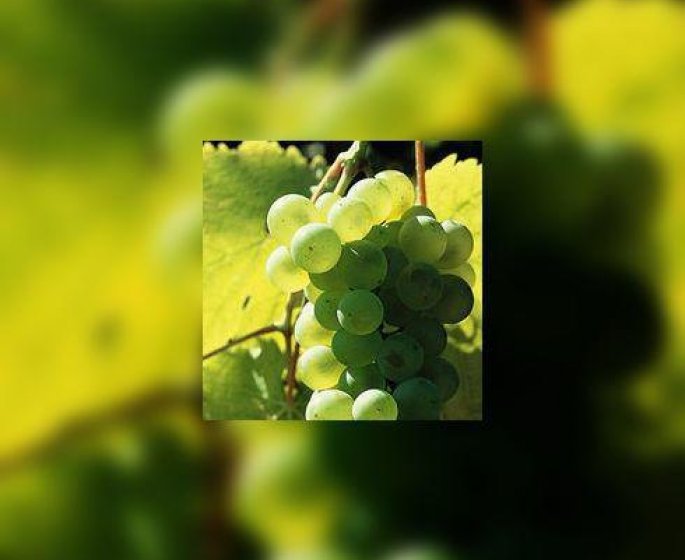 Si vous avez des lacunes en matiere de raisin