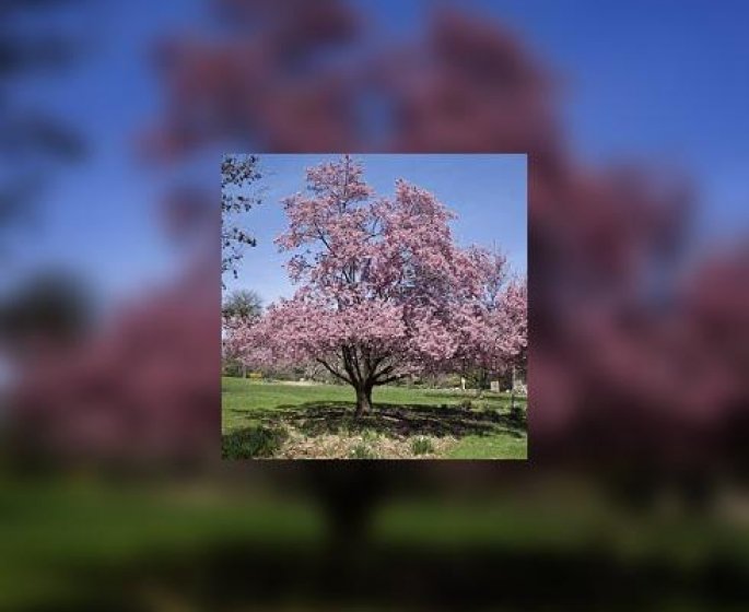 D’ou viennent les cerises ?